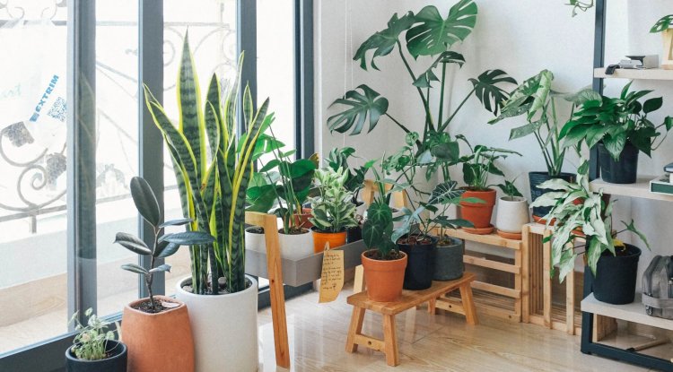 Research Finds Houseplants Have Limited Effect On Indoor Air Pollution