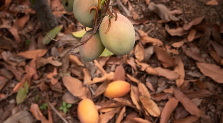 Climate Change Hits Alphonso Crop, Maharashtra Mango Farmers Face Losses