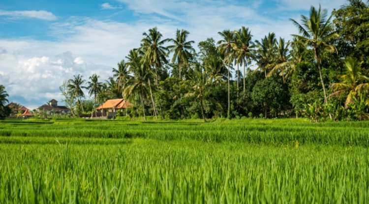India's Climate Battle Will Be Won In Its Villages, Not In Summits