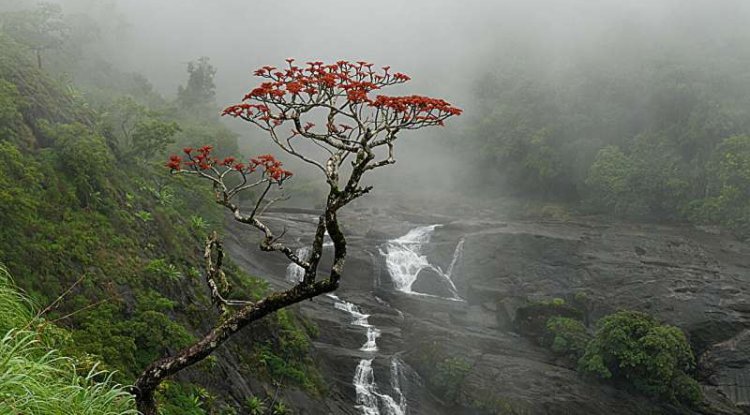 North Atlantic Cold Blob Linked To Shifting Indian Monsoon Rainfall