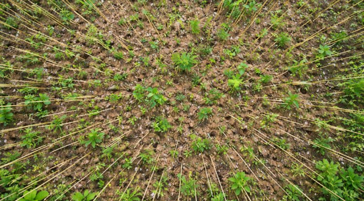 SOS Children’s Villages India Plants Over 5,000 Saplings On World Environment Day