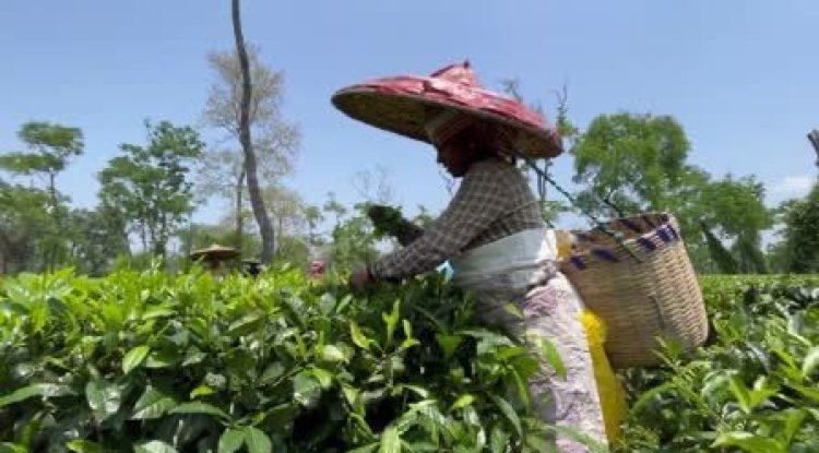 Climate Change Threatens Assam’s Tea Industry and Rural Livelihoods