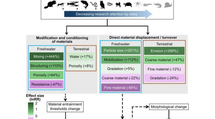 Animals Play Key Role In Shaping Earth’s Surface, Study Finds