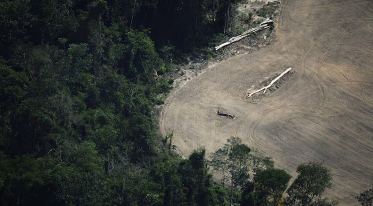 Brazil Awards First Amazon Reforestation Concession Linked To Carbon Credits