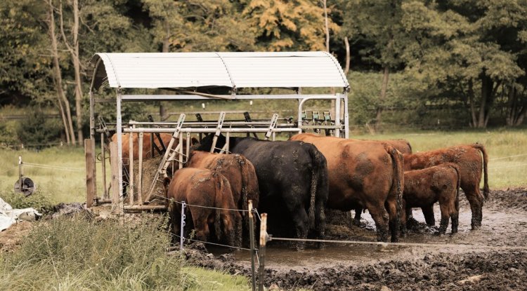 Verra Broadens Methane Methodology for Livestock and Wastewater Projects