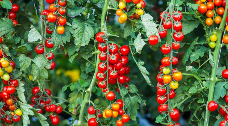 Supply Chain Disruptions May Accelerate Investment in Sustainable Food Production