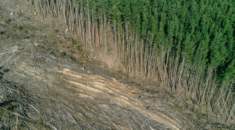 ISSB Proposes Changes to SASB Standards for Climate and Nature Reporting