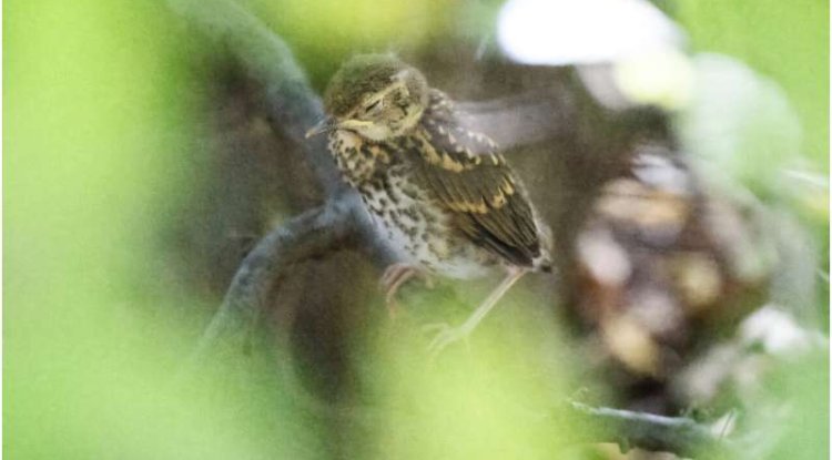 Extreme Heat Is Putting Wildlife Under Growing Pressure