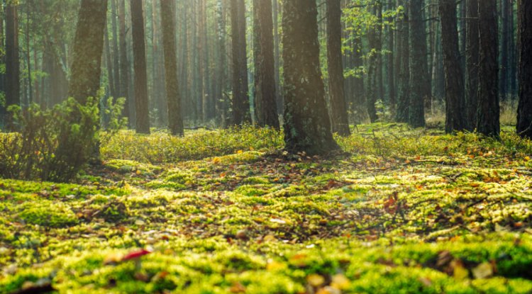EU Forests Grew Faster Than Timber Harvesting in 2023, Eurostat Data Shows