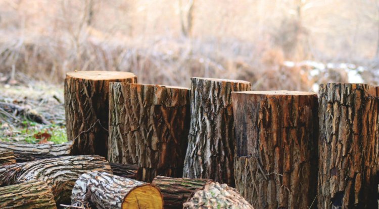 Study Finds Beef, Rice and Maize Are Major Drivers of Global Deforestation