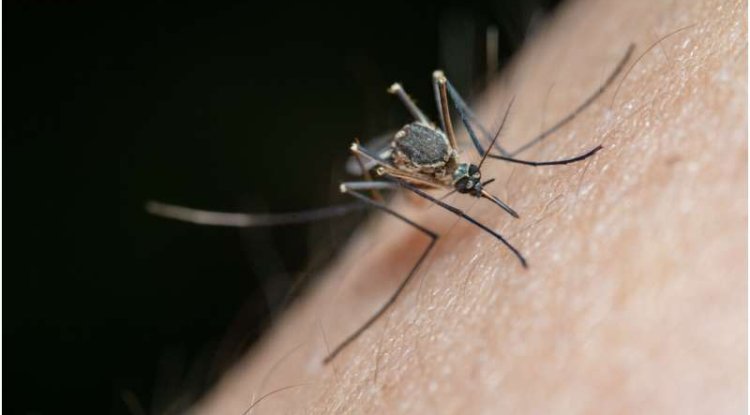 Study Links Tropical Ocean Temperatures to Malaria Cases in Malawi