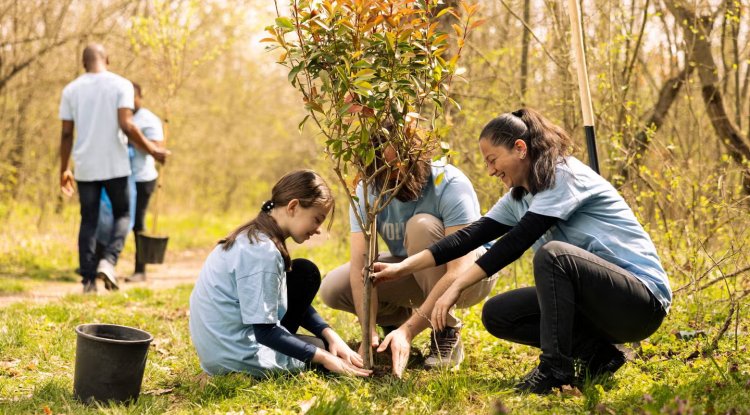 Study Finds Where Trees Are Planted Matters More Than How Many Are Planted