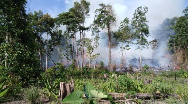 Study Finds Tropical Peatland Wildfires Reached Unprecedented Levels in 20th Century