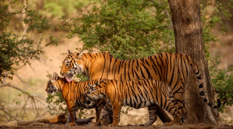 National Workshop Charts Roadmap for Tiger Reintroduction in India