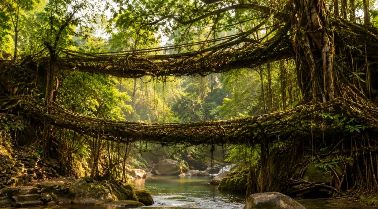 Living Root Bridges of Meghalaya Set for UNESCO World Heritage Status