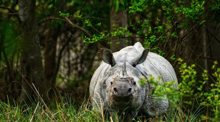 India Issues SOP for Scientific Identification of Threatened Species