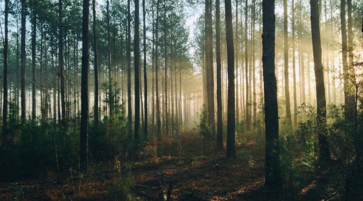Old-Growth Forests Store Up to 89% More Carbon Than Managed Forests, Study Finds