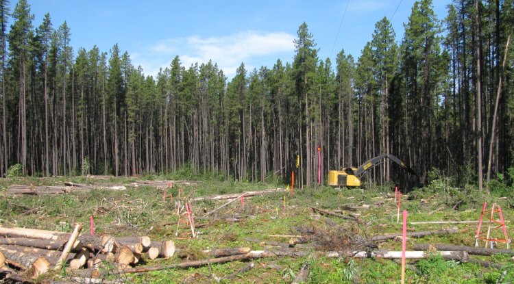 Clear-Cutting Can Disrupt Boreal Forest Biodiversity for More Than a Century, Study Finds
