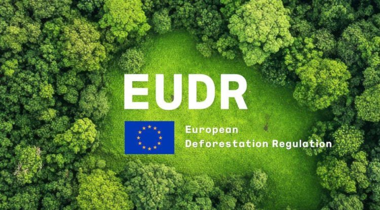 Hotels Face New Sustainability Rules as EU Deforestation Regulation Raises Sourcing Standards