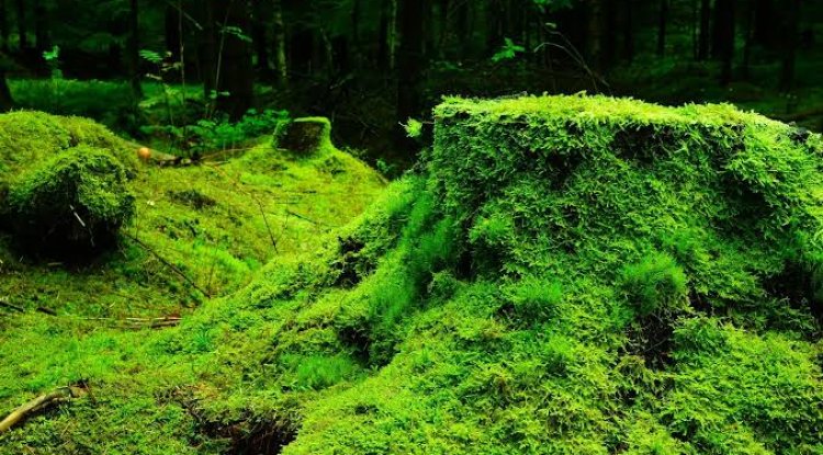 Roadside Moss May Help Reduce Air Pollution And Flood Risk, Researchers Say