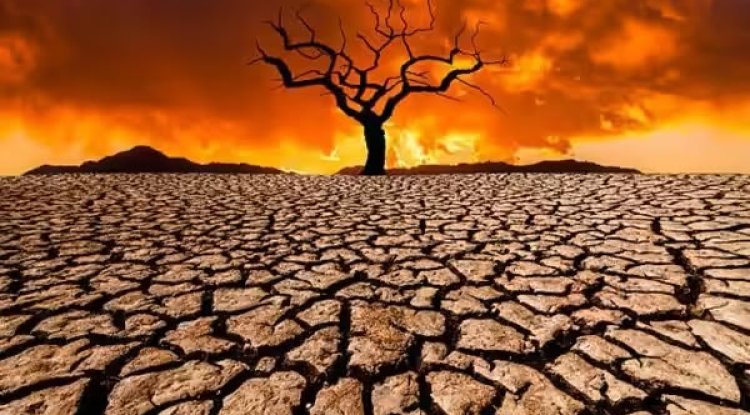 Warming Forest Soils Could Release More Carbon Than Expected, Scientists Warn