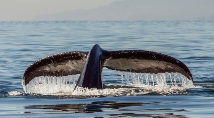 UN Report Proposes Framework for Sustainable Blue Economies