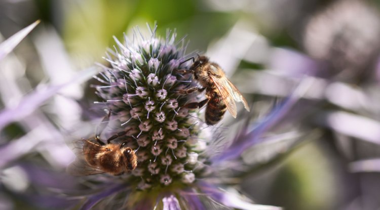 Europe Faces Growing Pollinator Crisis, Study Finds