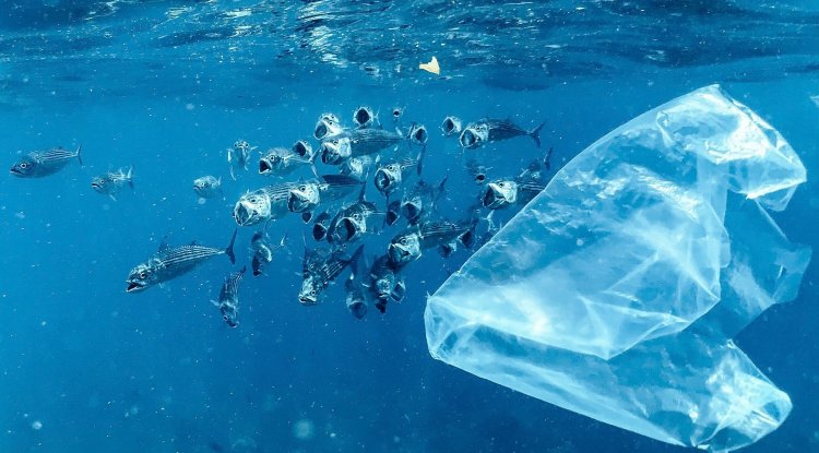 Microplastics Found More Than 2,000 Metres Below Ocean Surface, Study Shows